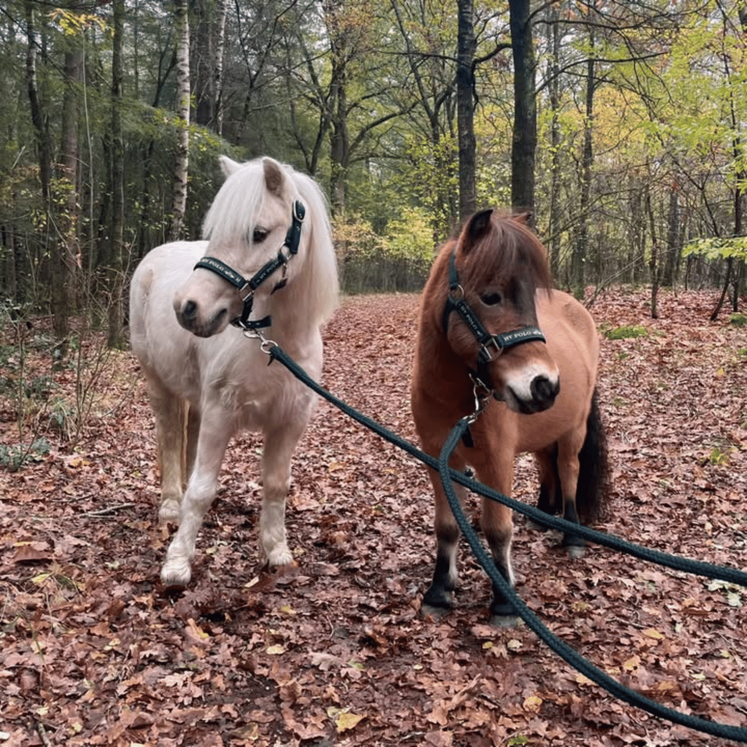 @horselifeofkim on Instagram